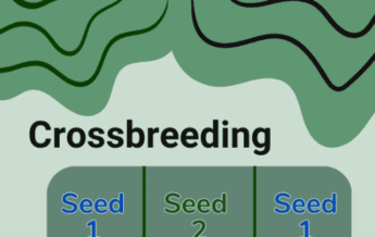 Crossbreeding - what is it and how to start?