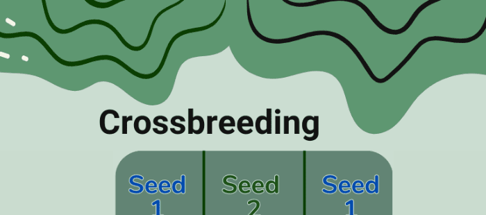 Crossbreeding - what is it and how to start?