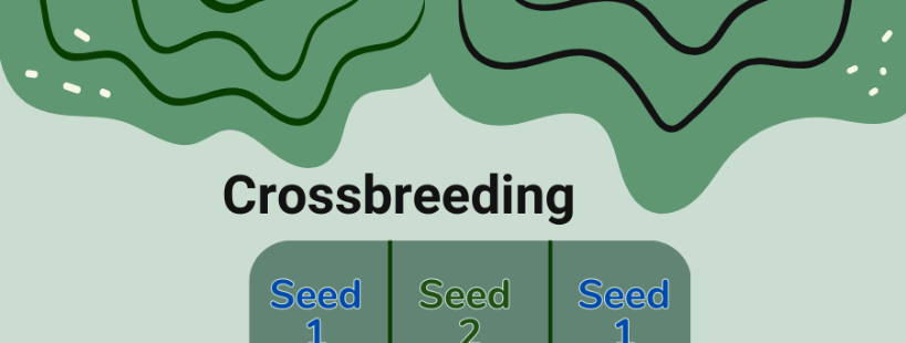 Crossbreeding - what is it and how to start?